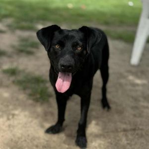 LILA, Adult Female Labrador Retriever