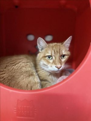 NOLAN, Adult Male Domestic Short Hair