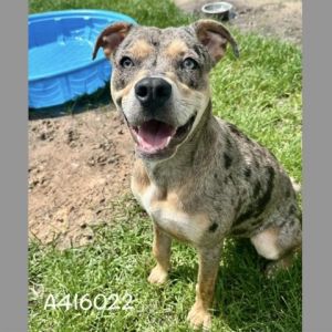 A416022, Young Female Catahoula Leopard Dog