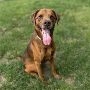 HENRY, Adult Male Australian Shepherd