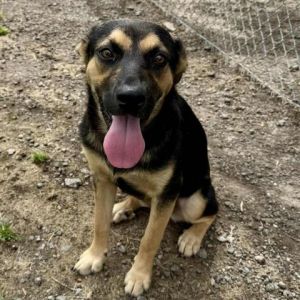 WINNIE, Young Female Labrador Retriever