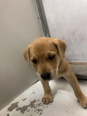 A416248, Baby Female Australian Cattle Dog / Blue Heeler