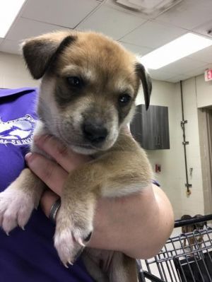 BESSIE, Baby Female Basset Hound