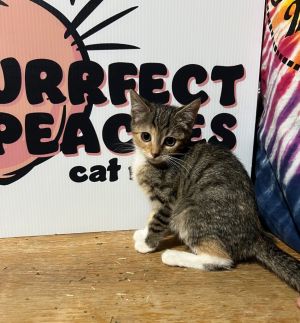 Cupcake, Baby Female Domestic Short Hair
