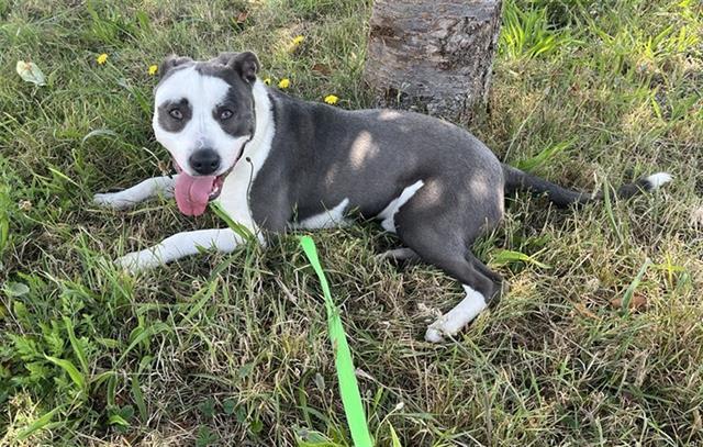 MONTY, an adoptable Pit Bull Terrier in McKinleyville, CA, 95519 | Photo Image 1