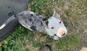 ODIE, Baby Male Catahoula Leopard Dog