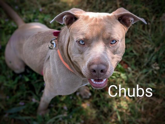 CHUBS