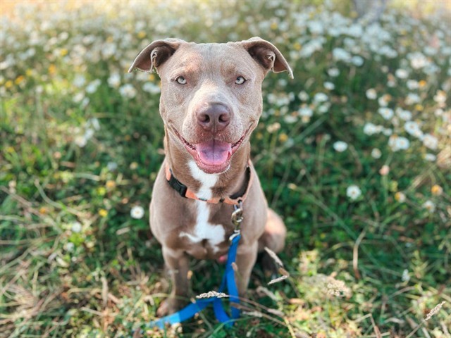 CHUBS, an adoptable Pit Bull Terrier in McKinleyville, CA, 95519 | Photo Image 1