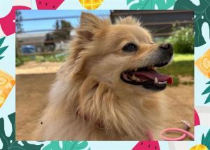 I am a special girl that is looking for a home I can flourish in I will need a 