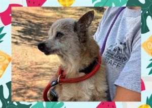THEODORE, Senior Male Chihuahua