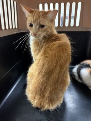 (678) Domestic Short Hair Cat
