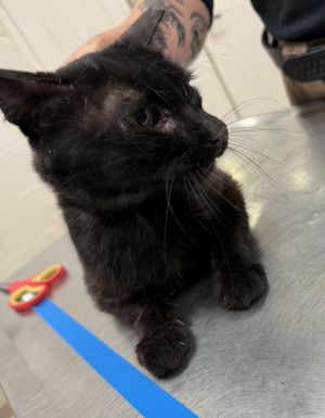 (701) Domestic Short Hair Cat