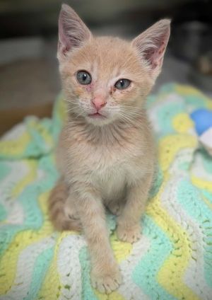 SQUEAKINATOR, Baby Male Domestic Short Hair