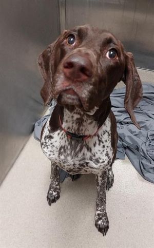 A2432969, Adult Female Pointer