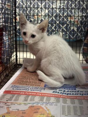 OAKLEY Domestic Short Hair Cat