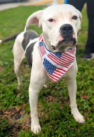 DOULCE American Bulldog Dog