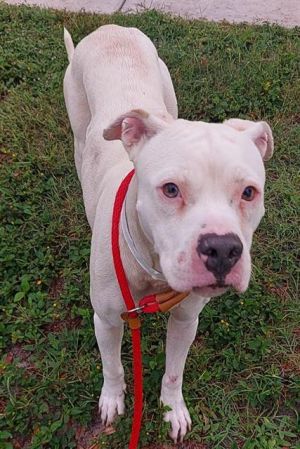 PEARL American Bulldog Dog