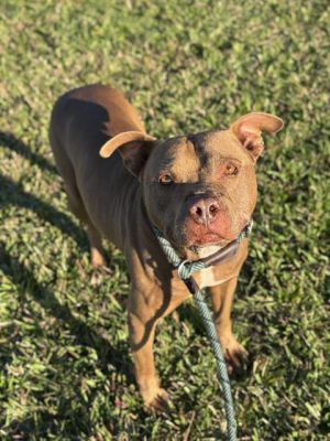 Senior Paws Giving Senior Dogs a Second Chance Through our Senior Paws program The Pet Project par