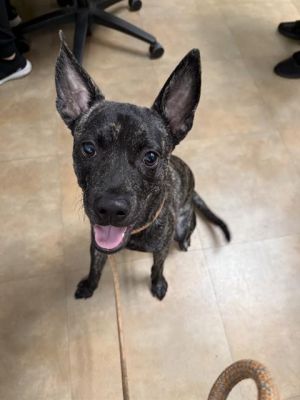 MELO, Young Male Australian Kelpie