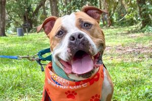 KALEO American Staffordshire Terrier Dog