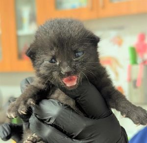 VIOLET Domestic Short Hair Cat