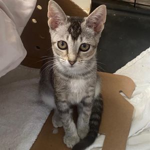 CHAPPIE Domestic Short Hair Cat