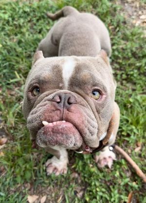 MILES, Adult Male American Staffordshire Terrier