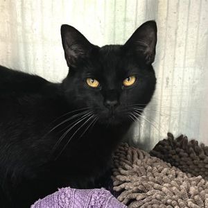 AEGON Domestic Short Hair Cat