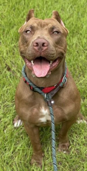 HYDRA American Staffordshire Terrier Dog
