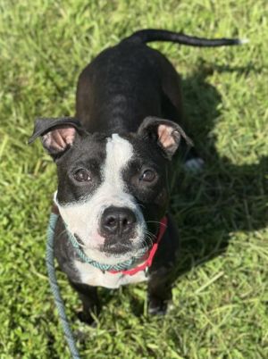 LADY Boston Terrier Dog