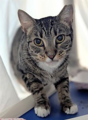 STORMY Domestic Short Hair Cat