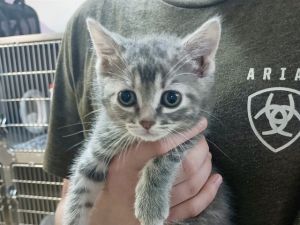 FENDI, Baby Female Domestic Short Hair