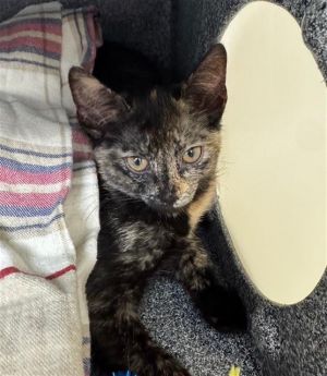 SAM, Baby Female Domestic Short Hair