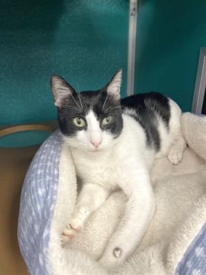 GOLDIE, Young Male Domestic Short Hair