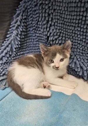 LOGAN, Baby Male Domestic Short Hair
