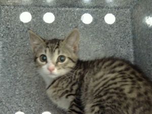 LUZ, Baby Female Domestic Short Hair