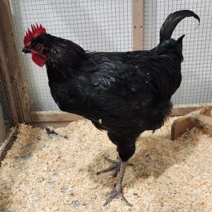 TOOTSIE, Young Male unknown