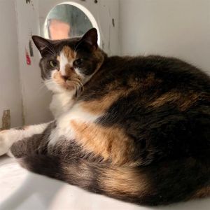 CINDY, Adult Female Domestic Short Hair
