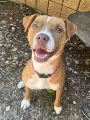 Okra, Adult Female American Staffordshire Terrier