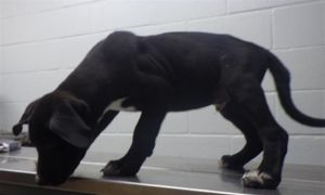 ROCK, Baby Male Labrador Retriever