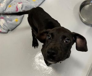 CHECKERS Pit Bull Terrier Dog