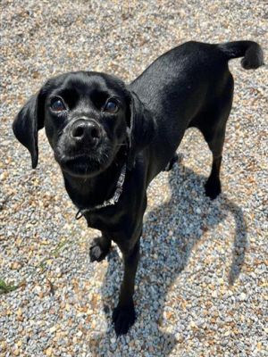 GRITS, Adult Male Chihuahua