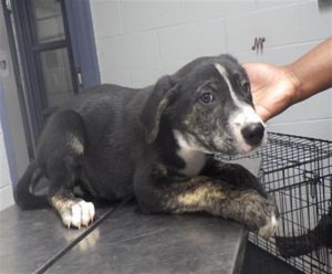 TEJANO, Baby Male Labrador Retriever