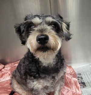 DEXTER, Adult Male Schnauzer