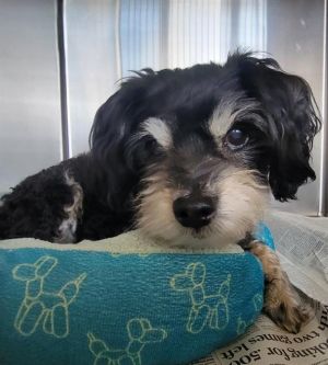 ROCKY, Senior Male Poodle