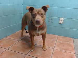 CANELA, Young Female Pit Bull Terrier