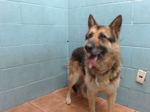CODY German Shepherd Dog Dog