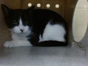 LUCKY Domestic Short Hair Cat