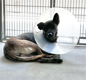 TIANA Belgian Shepherd / Malinois Dog