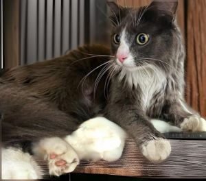SOFIA, Adult Female Domestic Short Hair